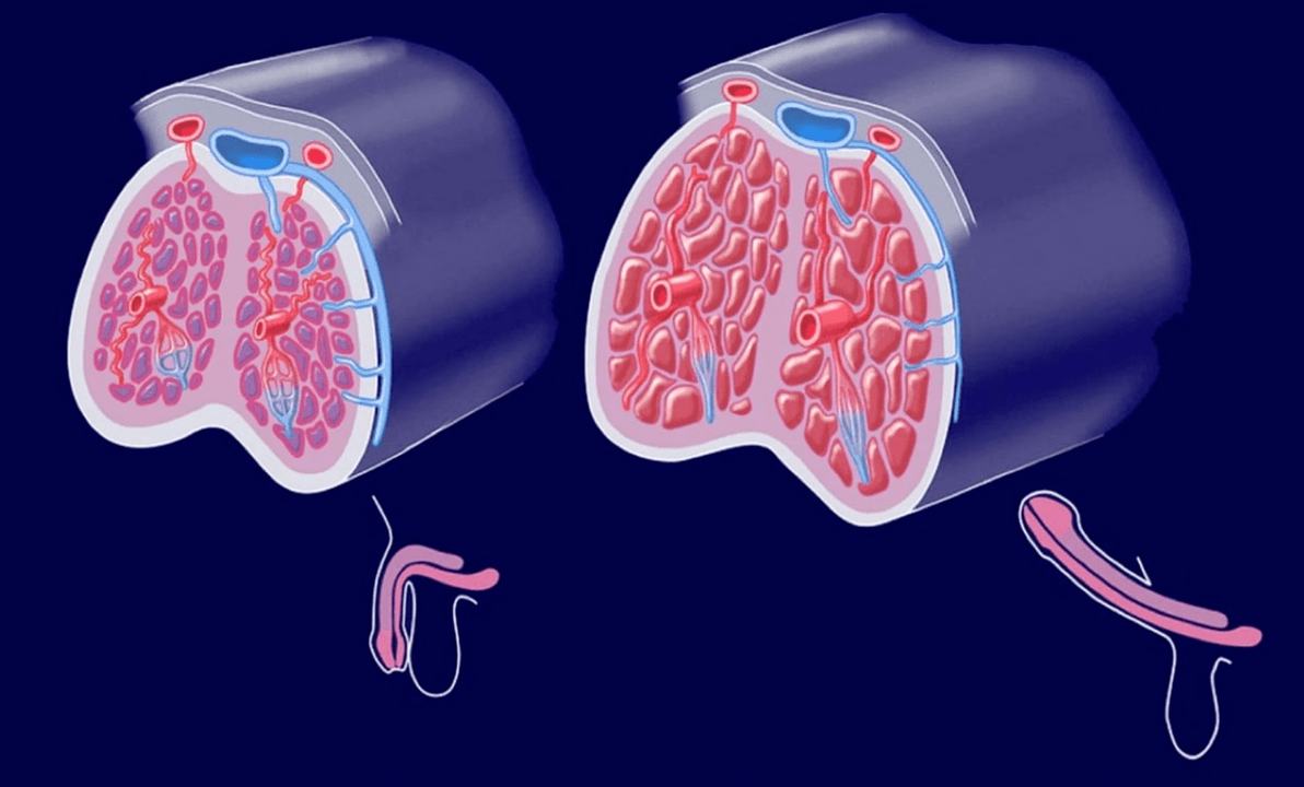 estrutura interna do pênis