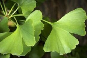 Folhas de Ginkgo Biloba para o crescimento do pênis