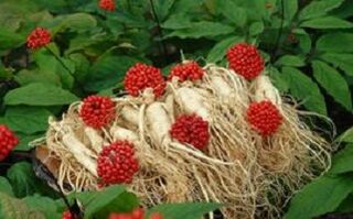Ginseng aumenta o fluxo sanguíneo para o pênis
