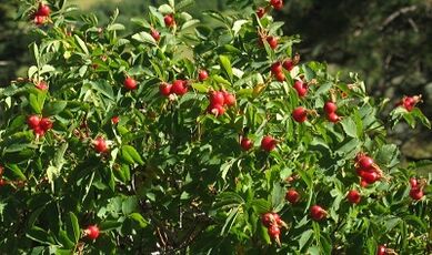 Rosehip para aumentar o pênis
