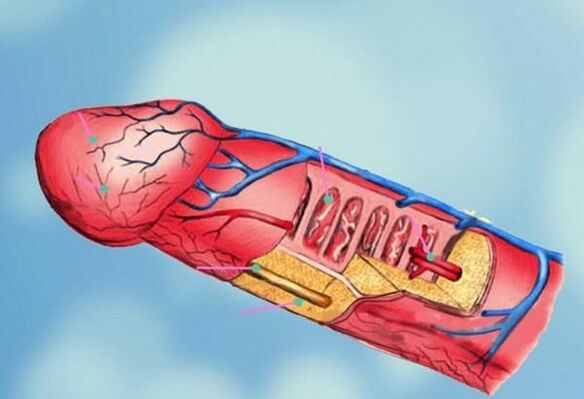 estrutura do pênis e aumento da cabeça